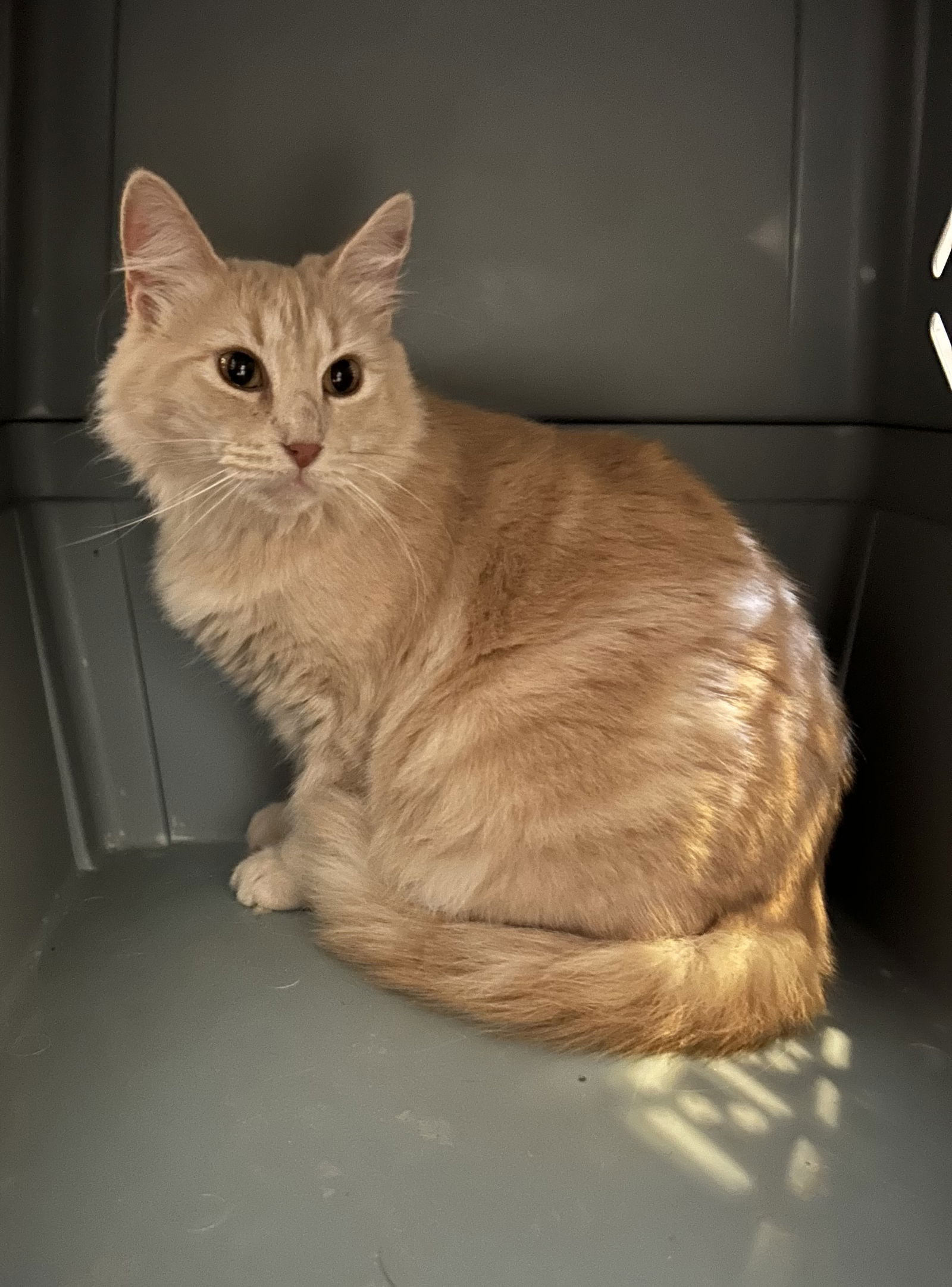 adoptable Cat in Napa, CA named Apple