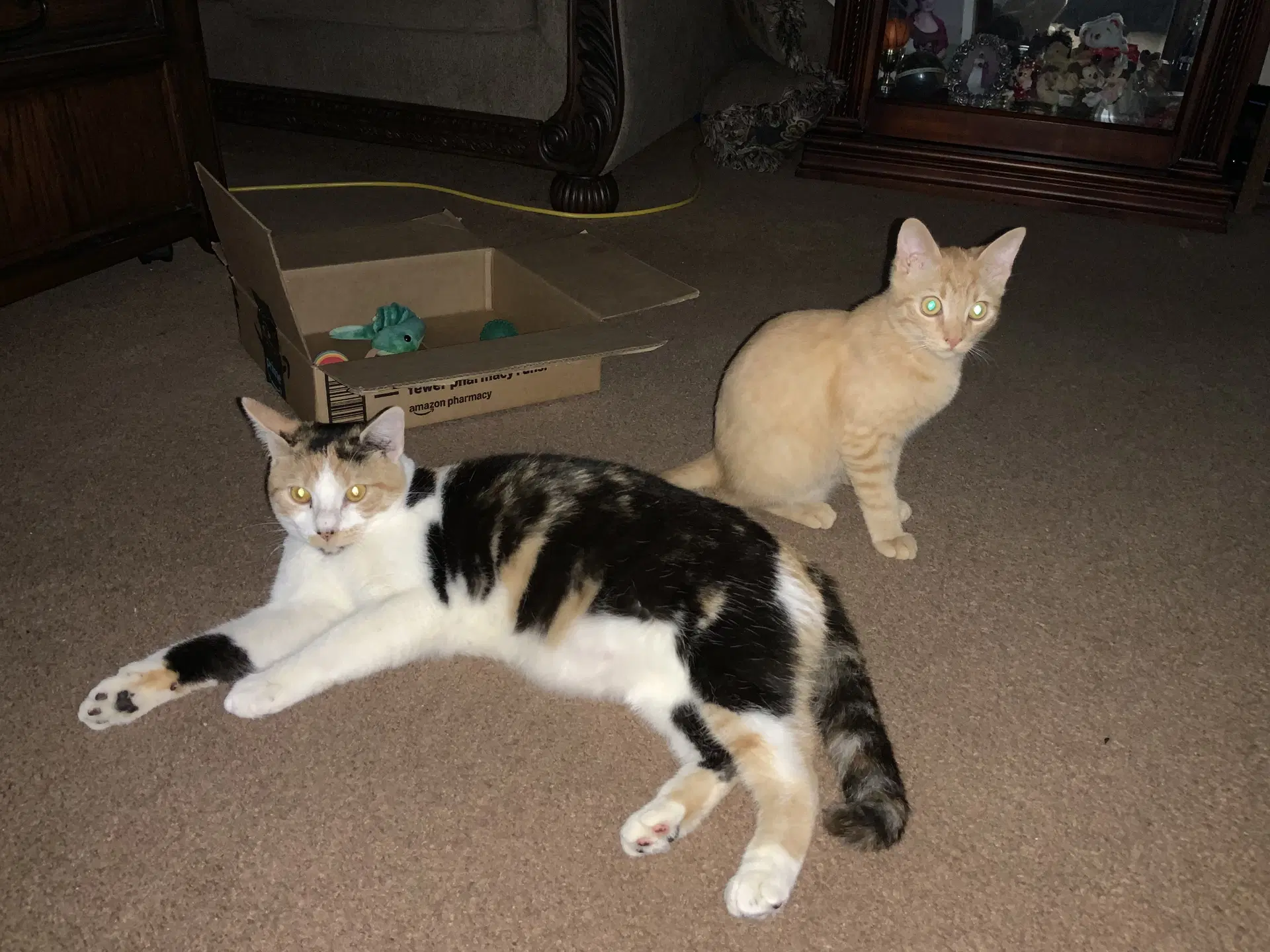 Anastasia Buttercup Napa Petco - Calico