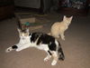 adoptable Cat in napa, CA named Anastasia Buttercup Napa petco