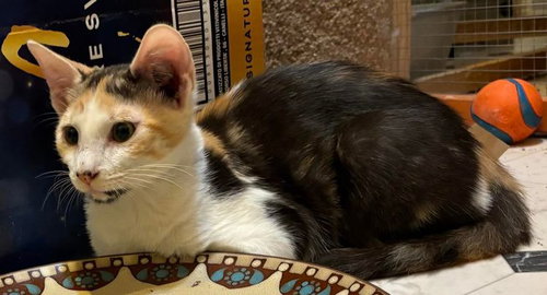 ANASTASIA BUTTERCUP NAPA PETCO - Calico available for adoption