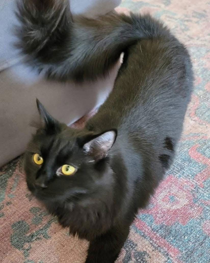 adoptable Cat in Napa, CA named Pierre (Napa HM)