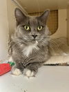 adoptable Cat in napa, CA named Kiwi napa petco