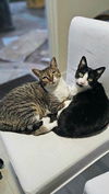 adoptable Cat in napa, CA named Lilly and Lilah Napa RM