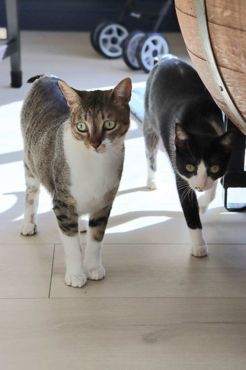 LILLY AND LILAH NAPA RM - Tuxedo / Tabby available for adoption
