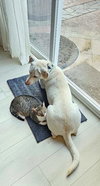 Lilly and Lilah Napa RM - Photo 3