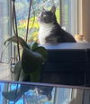 adoptable Cat in  named Sloe (Napa)