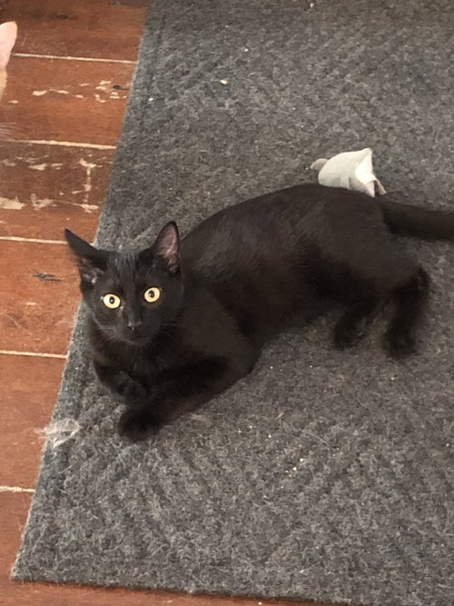 MIDNIGHT (NAPA SG) - Bombay / Domestic Short Hair available for adoption