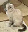 adoptable Cat in napa, CA named Perdita Napa