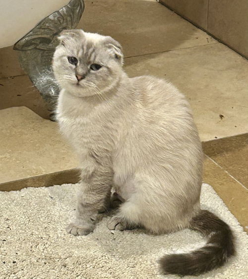 picture of the cat needing adoption