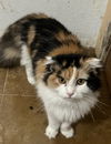 adoptable Cat in napa, CA named Jovina Napa