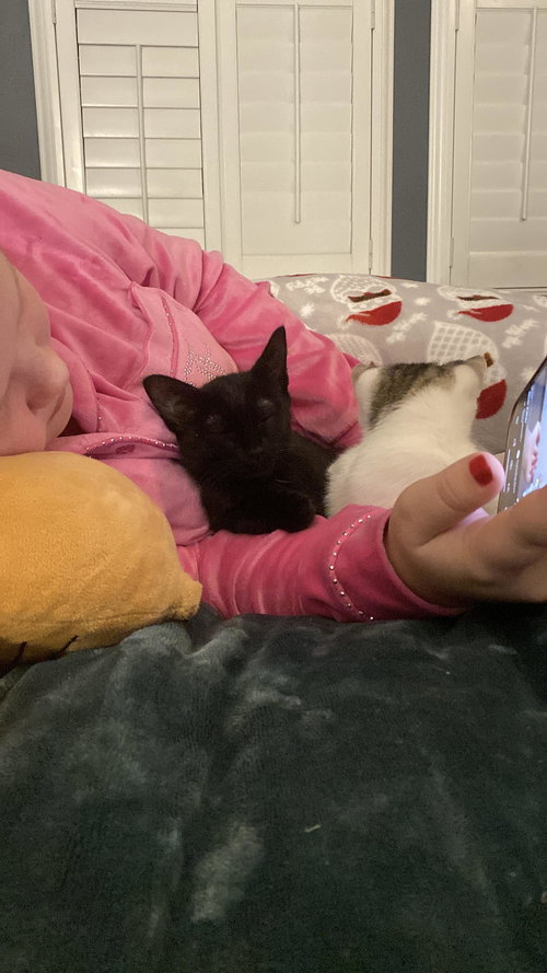 SALLY (NAPA CS) - Domestic Short Hair available for adoption
