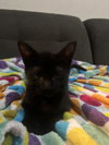 Sally (Napa CS) - Photo 3