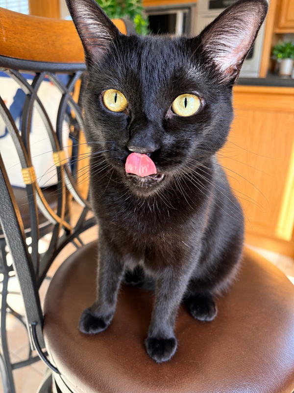 Sally (Napa Petco CS)