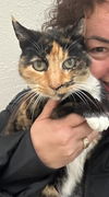 adoptable Cat in  named Jewels (Napa MC)