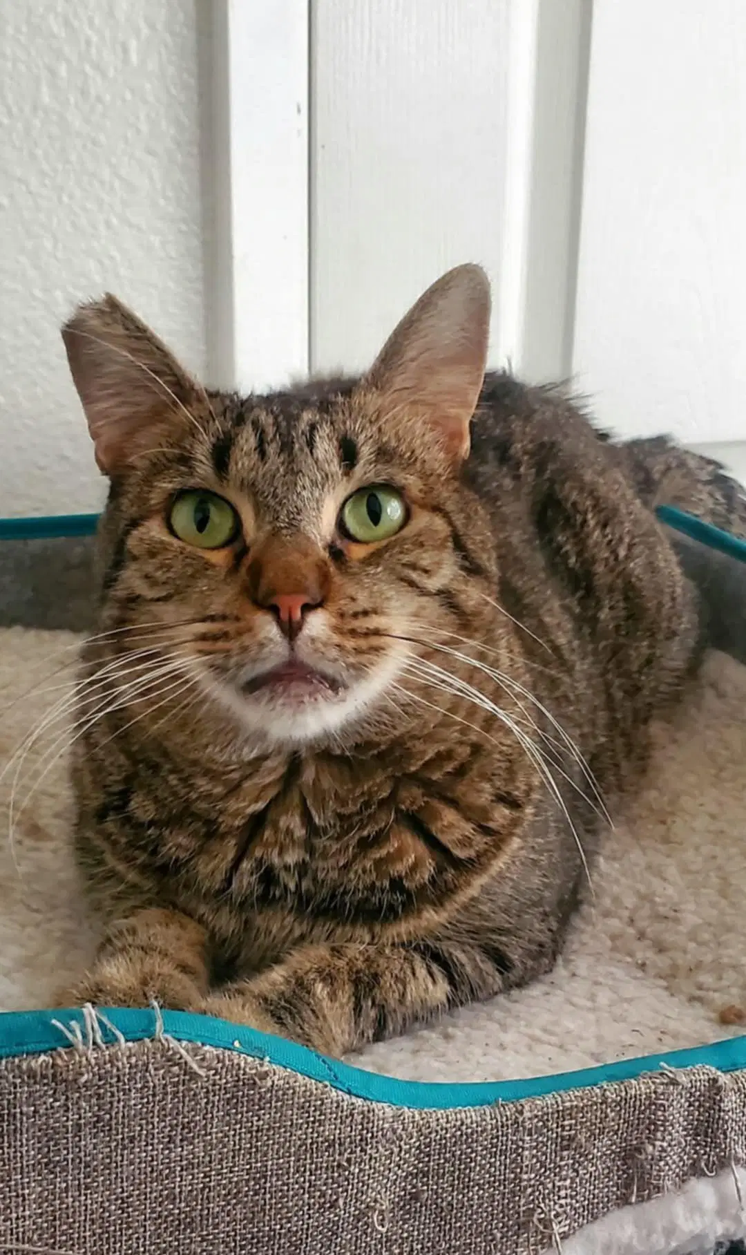 Benjamin  Napa Petco - Tabby