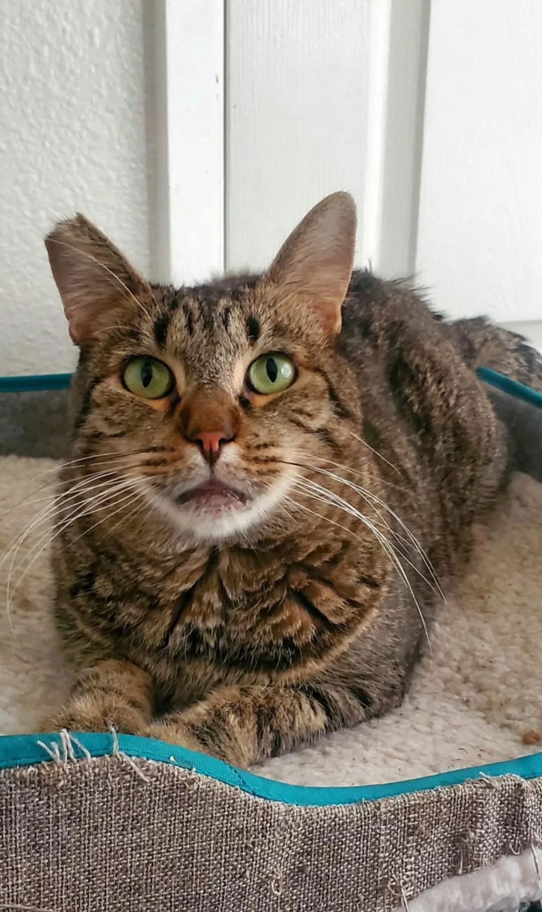 Benjamin  Napa Petco