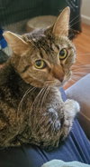 Benjamin ( Napa Petco) - Photo 2