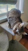 Benjamin ( Napa Petco) - Photo 4