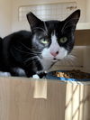 adoptable Cat in napa, CA named Boots ( NAPA Petco GD)