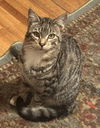 adoptable Cat in napa, CA named Smalls (Napa Petco)