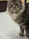 adoptable Cat in napa, CA named Willa (Napa Petco)
