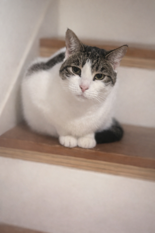 picture of the cat needing adoption