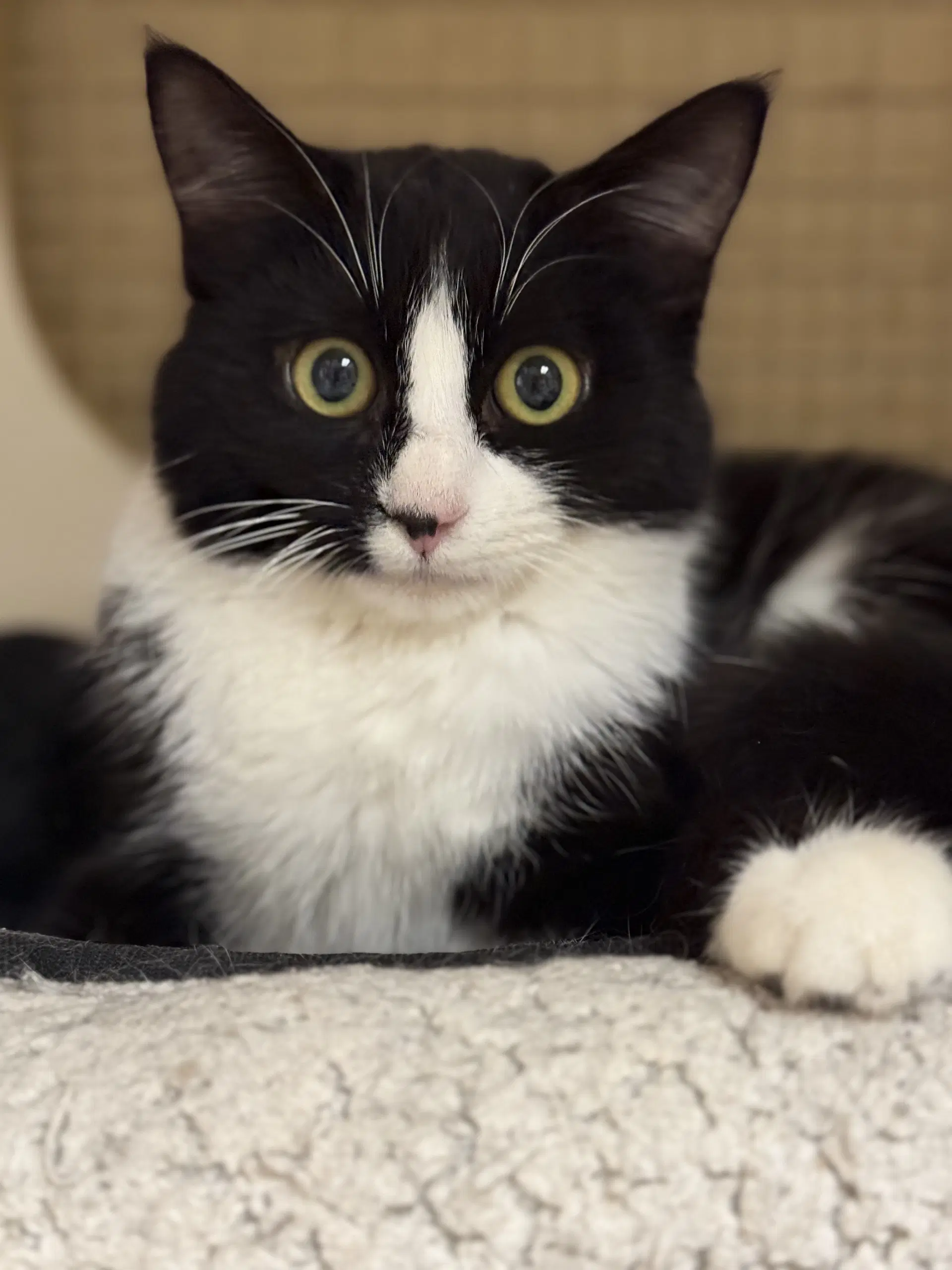 Samantha Napa Petco - Tuxedo