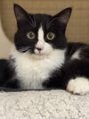 adoptable Cat in napa, CA named Samantha Napa Petco