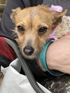 Ruthie - Photo 2