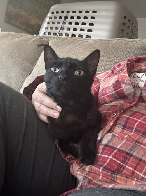 HAVANA (NAPAGD) - Domestic Short Hair / Havana available for adoption