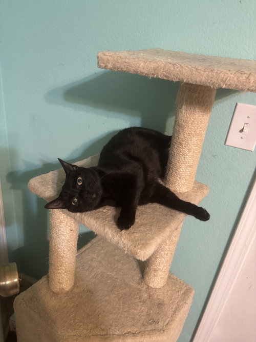 picture of the cat needing adoption