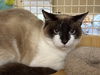 adoptable Cat in napa, CA named Rollin