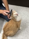adoptable Cat in  named Mr. Hobbs ( Napa Petco)