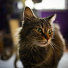 adoptable Cat in napa, CA named Tabitha (Napa Petco)