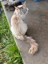 adoptable Cat in napa, CA named Lorelei (Napa Petco)