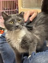 adoptable Cat in Napa, CA named Brandi (Napa Petco)