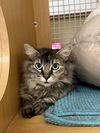 adoptable Cat in  named Tilly Napa Petco