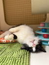 adoptable Cat in napa, CA named Lupe Lulu