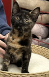 adoptable Cat in  named Marcella