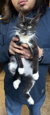 adoptable Cat in napa, CA named Ha