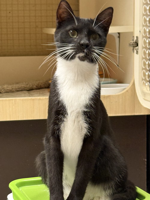 HA'LIA NAPA PETCO - Tuxedo available for adoption