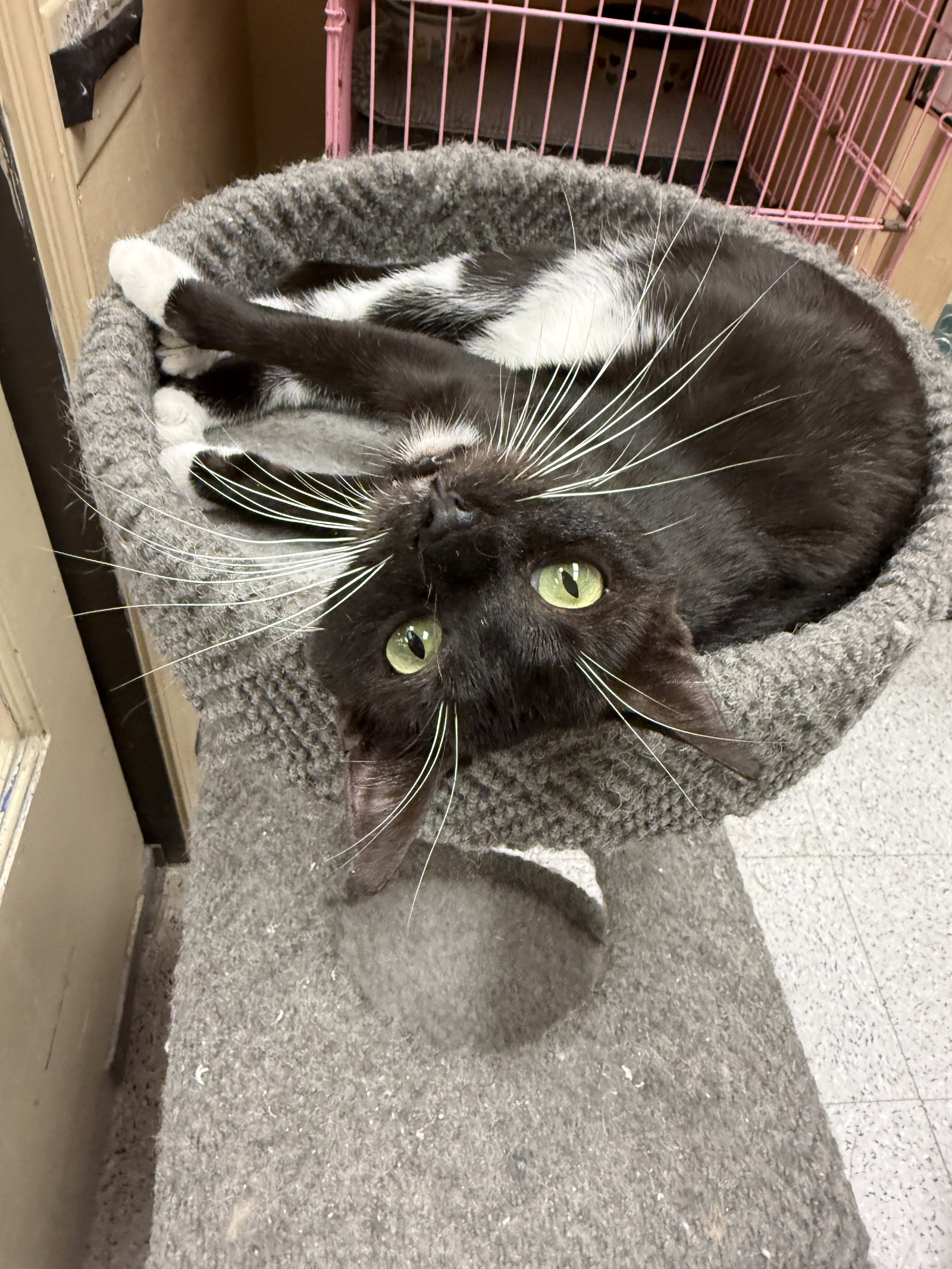 Ha'lia Napa Petco Image