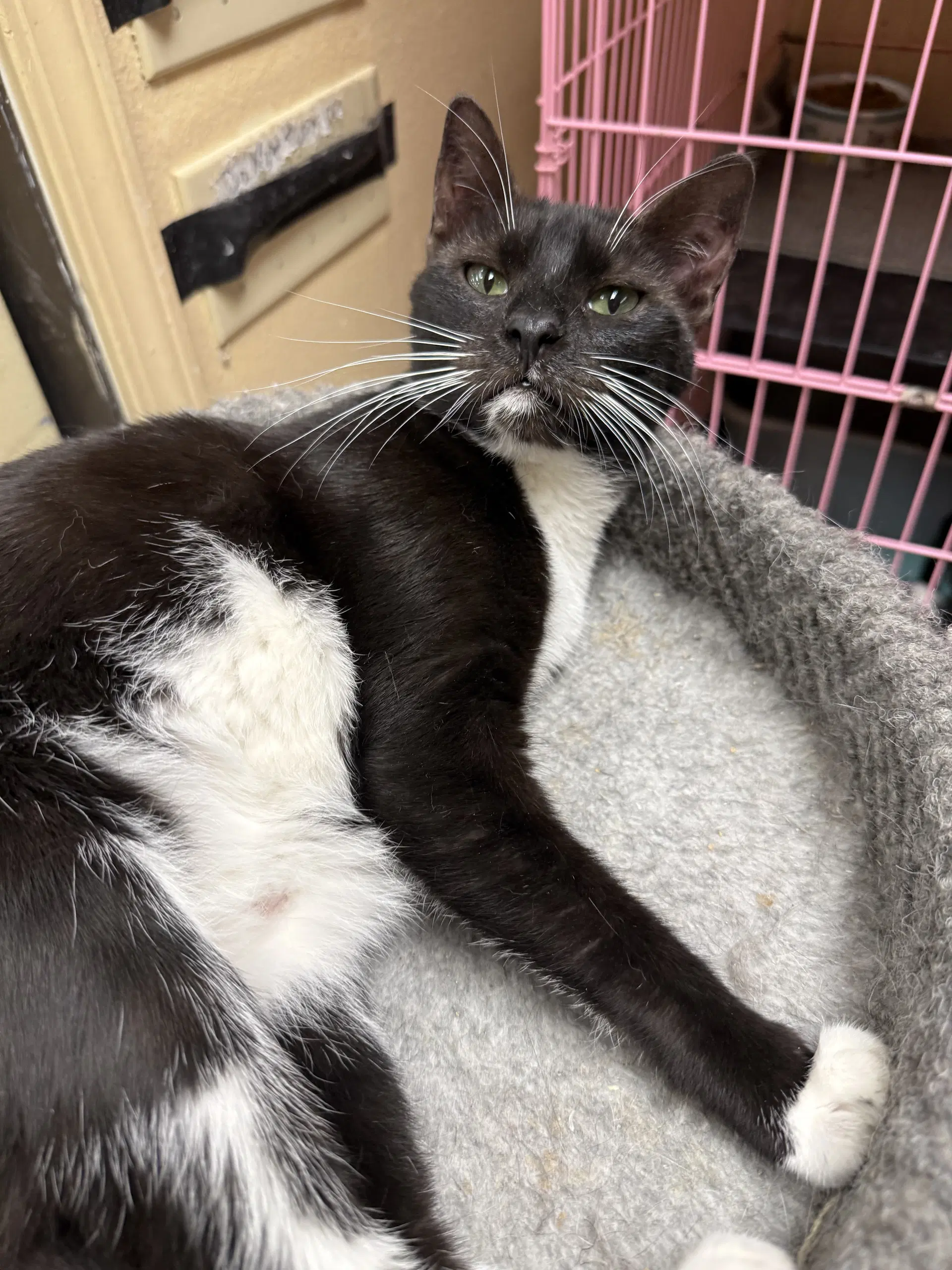Ha'lia Napa Petco image 3