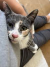adoptable Cat in napa, CA named Felicia MC Napa