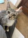 adoptable Cat in napa, CA named Tiny Bubbles MC Napa