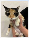 adoptable Cat in  named Moxie (Napa Petco)