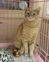 adoptable Cat in napa, CA named Harry Napa Petco