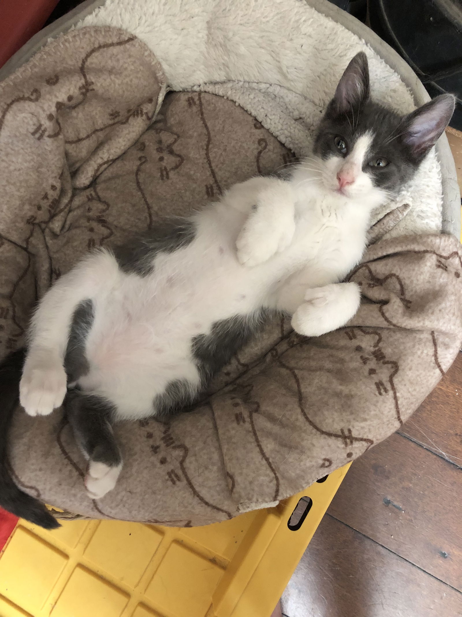 adoptable Cat in Napa, CA named Mickey Mittens Napa
