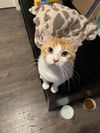adoptable Cat in Napa, CA named Chester ( Napa Petco MC)