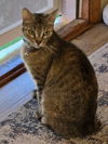 adoptable Cat in  named Willow ( MC)
